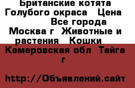 Британские котята Голубого окраса › Цена ­ 8 000 - Все города, Москва г. Животные и растения » Кошки   . Кемеровская обл.,Тайга г.